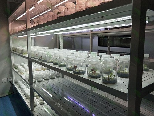 贺兰植物组织培养实验室设计建设方案